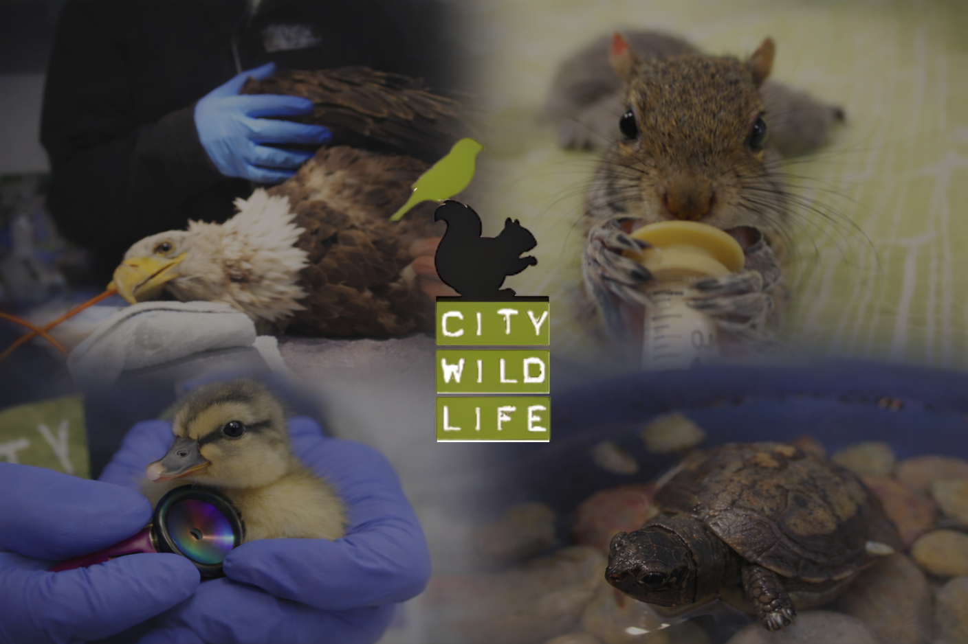 Campaign cover image for Celebrate Wildlife at the Annual Garden Party