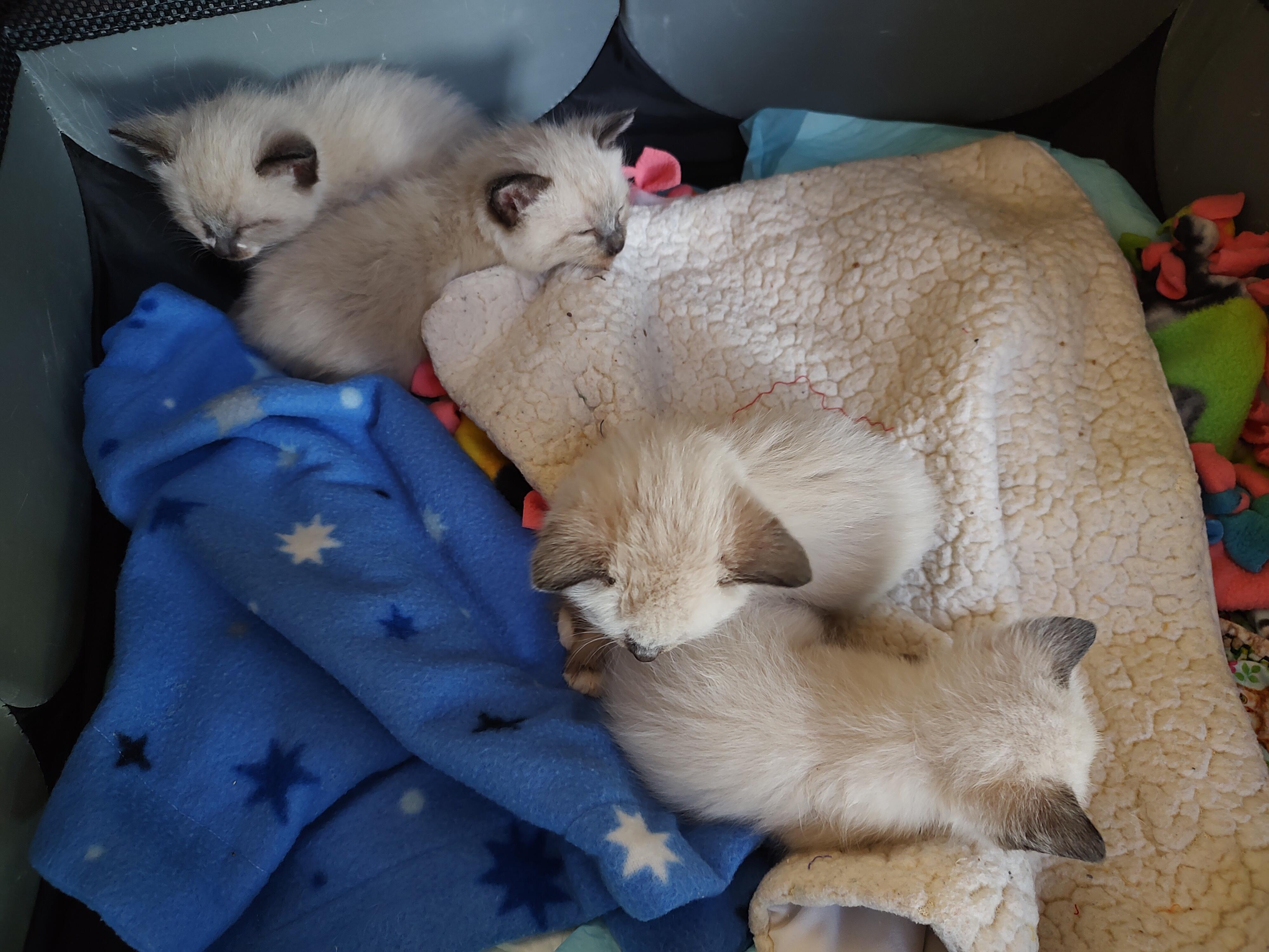 Campaign cover image for "Saved from the Deep End – Help 4 Backyard Siamese Kittens Thrive!" 💧🐱