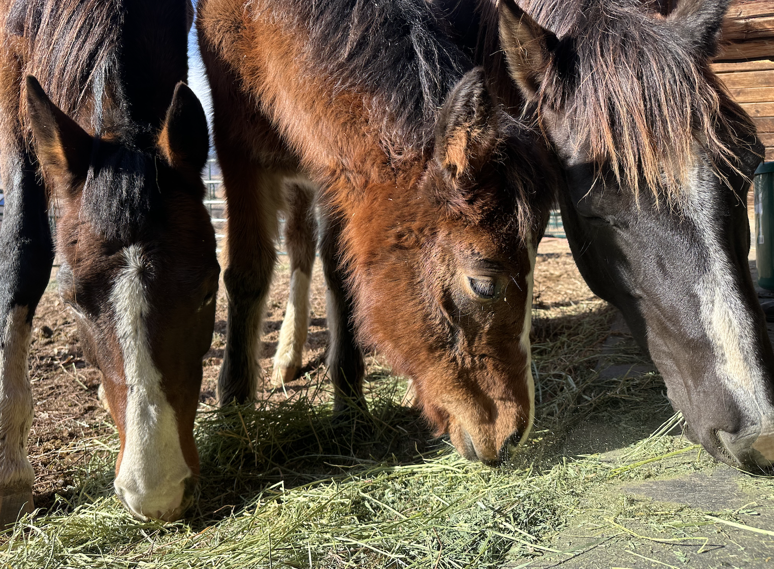 Campaign cover image for Sponsor A Herd Member