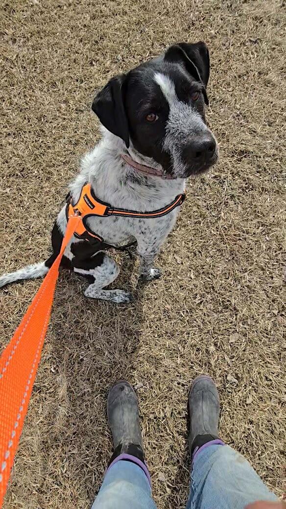 Campaign cover image for The TOP 4:  LEMONY SNICKETTS