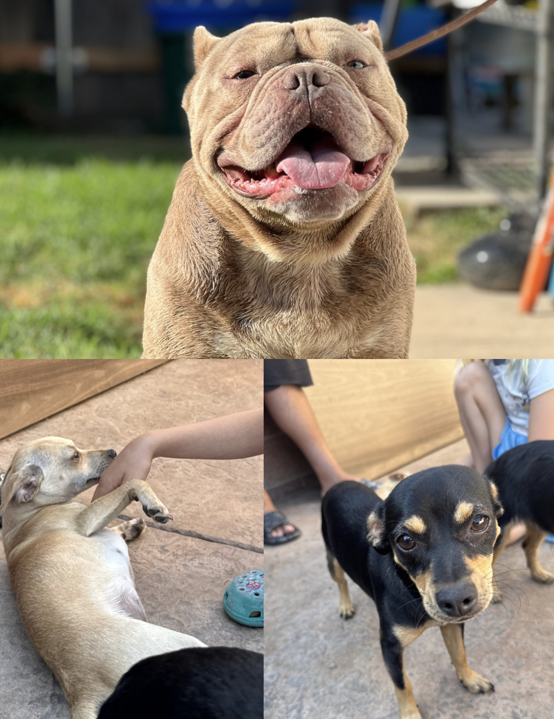 Campaign cover image for Help Us Rescue More Dogs Like Apollo