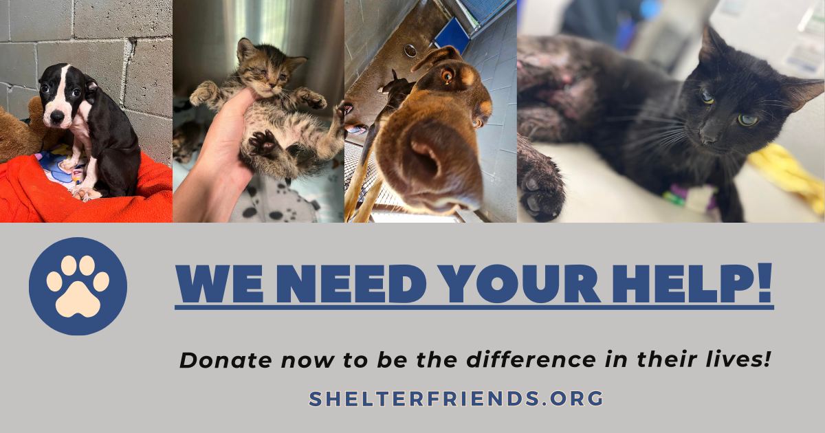 Campaign cover image for Help us continue our mission!