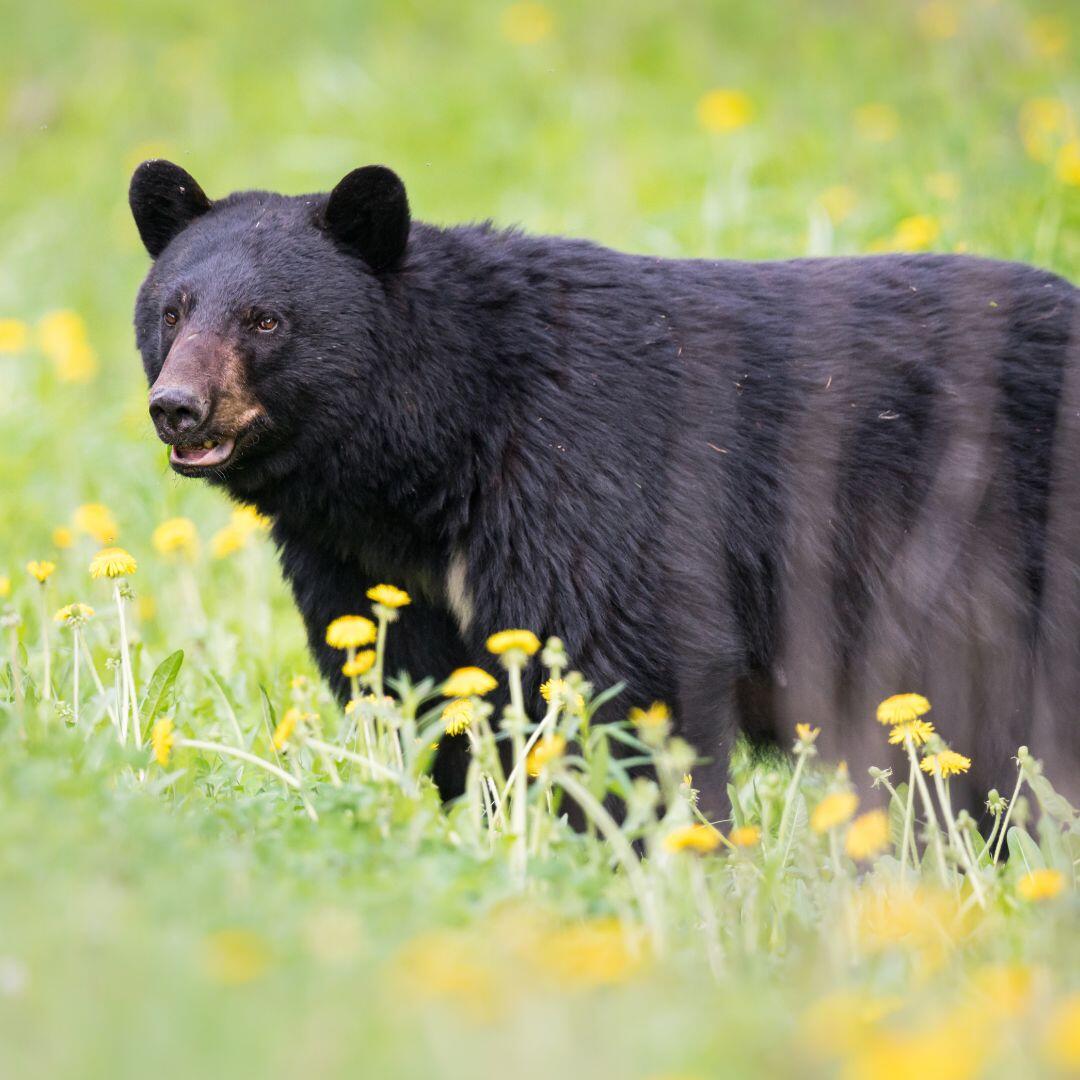 Campaign cover image for Bear Encounters and Hiking Safety Workshop