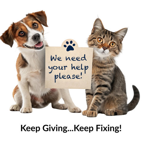 Campaign cover image for Birthday Fundraiser