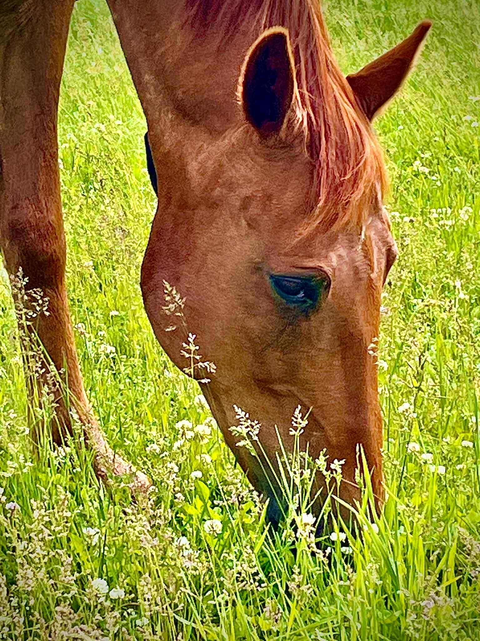Campaign cover image for Red Horse Sponsorship