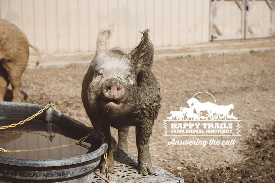 Campaign cover image for Happy Trails Farm Animal Sanctuary