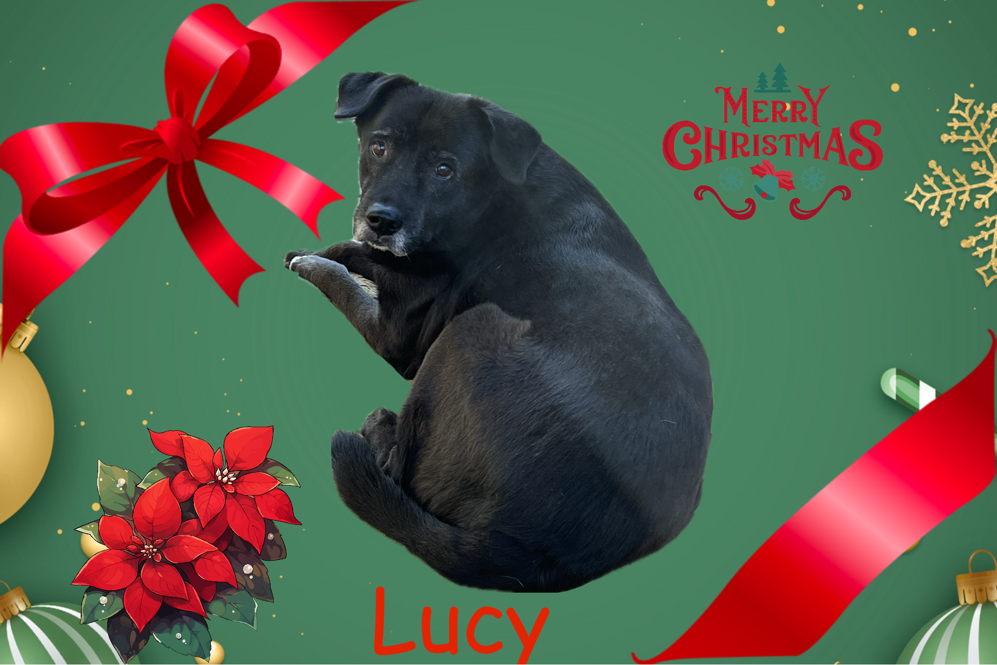 Sponsor lucy