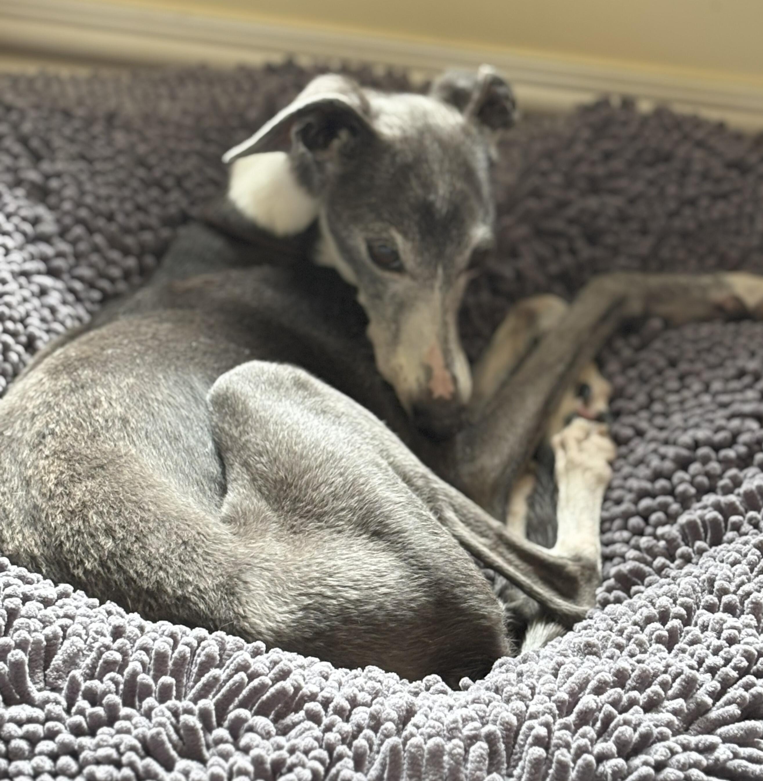 Campaign cover image for Easing the path to the Rainbow Bridge