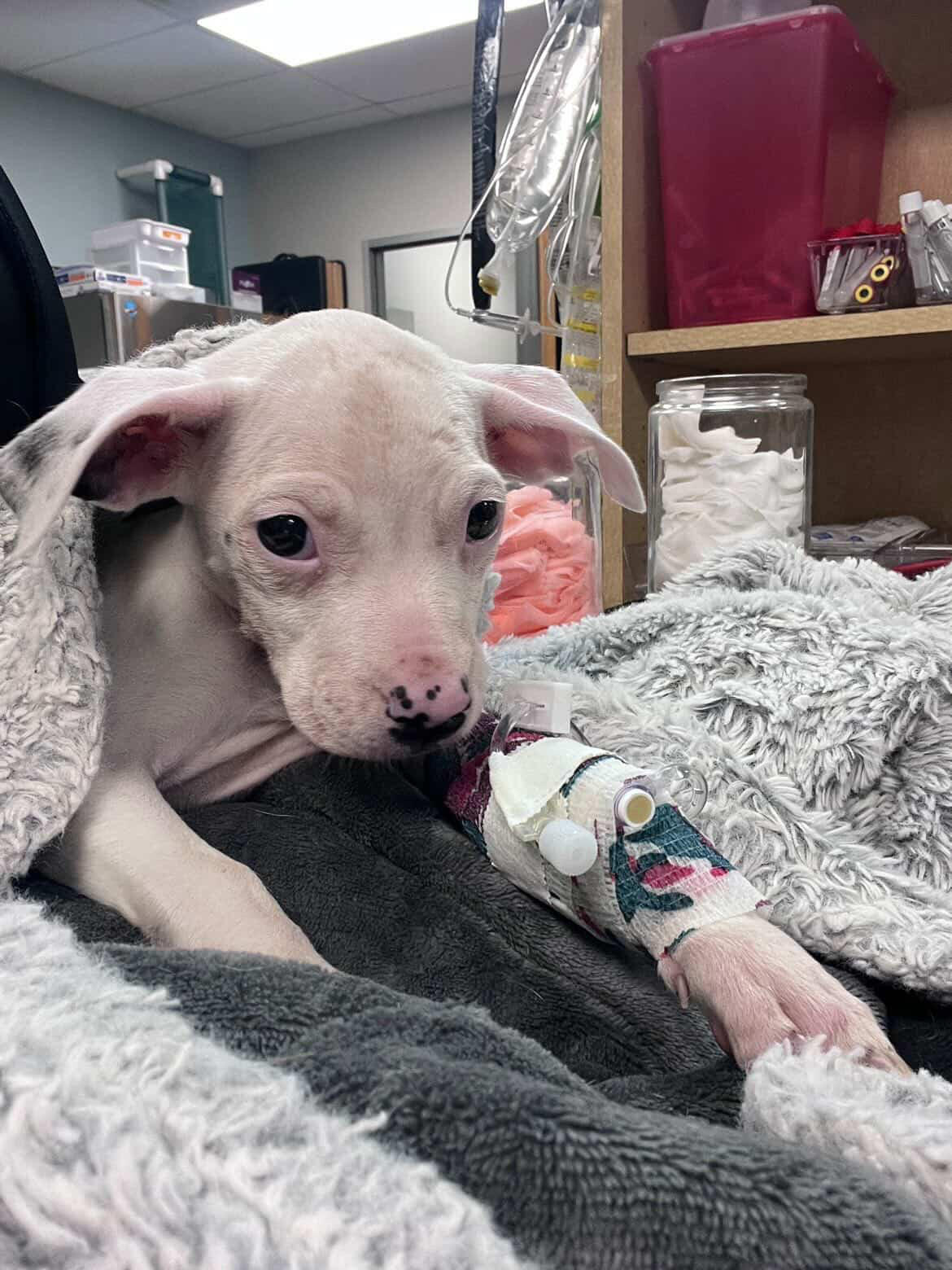 Campaign cover image for Queso is Still Fighting