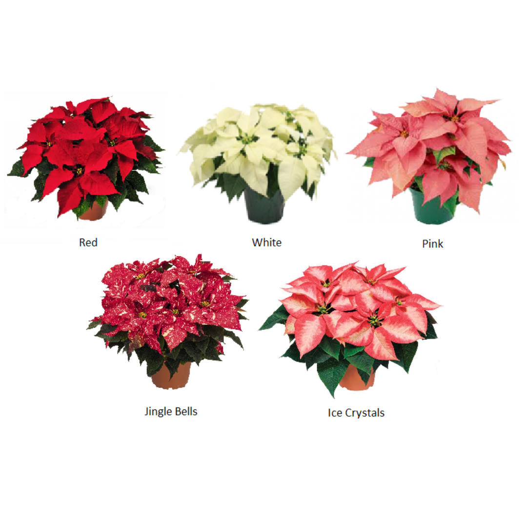 Poinsette Color Poinsettias