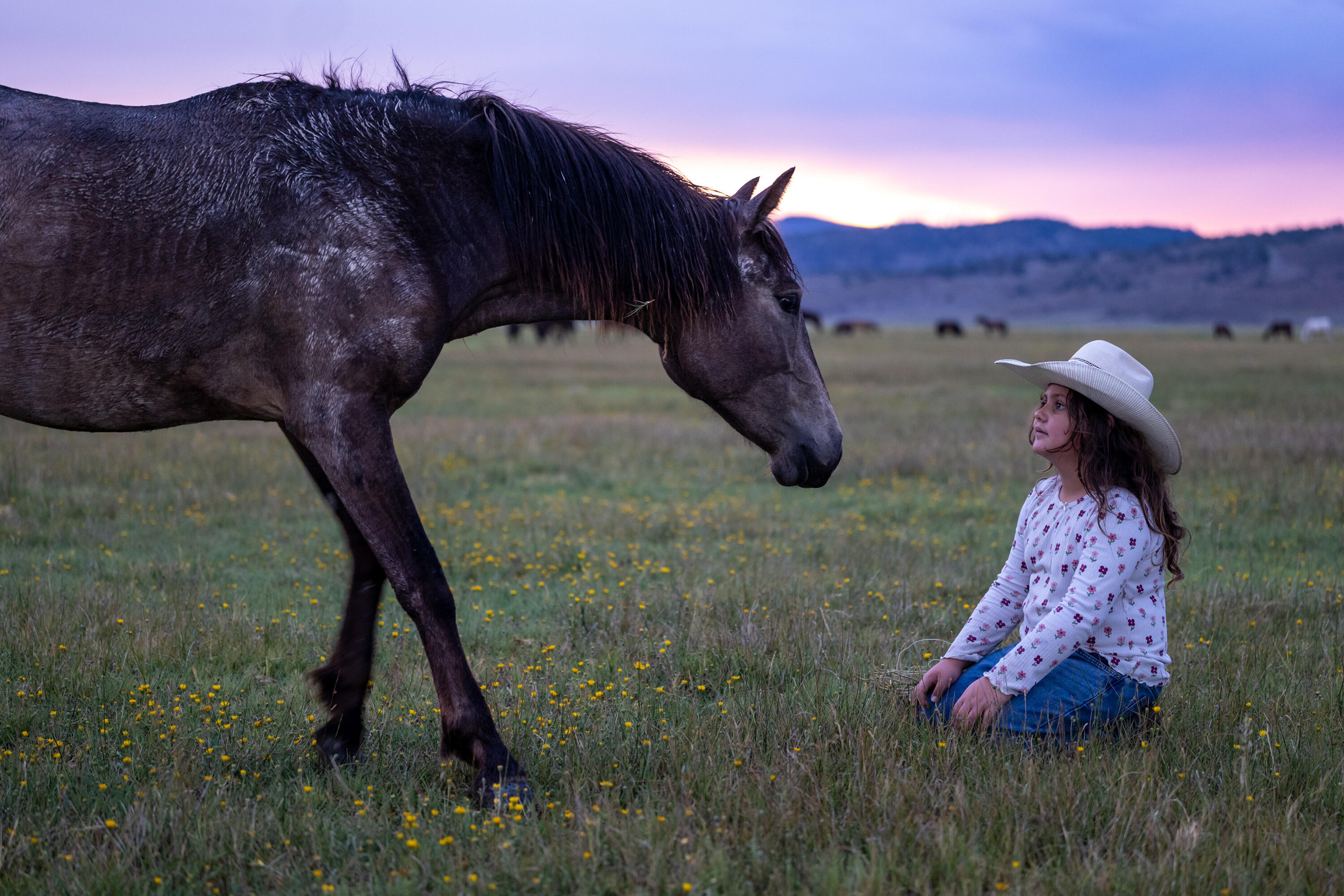 Campaign cover for Indigenous Wild Horse Society