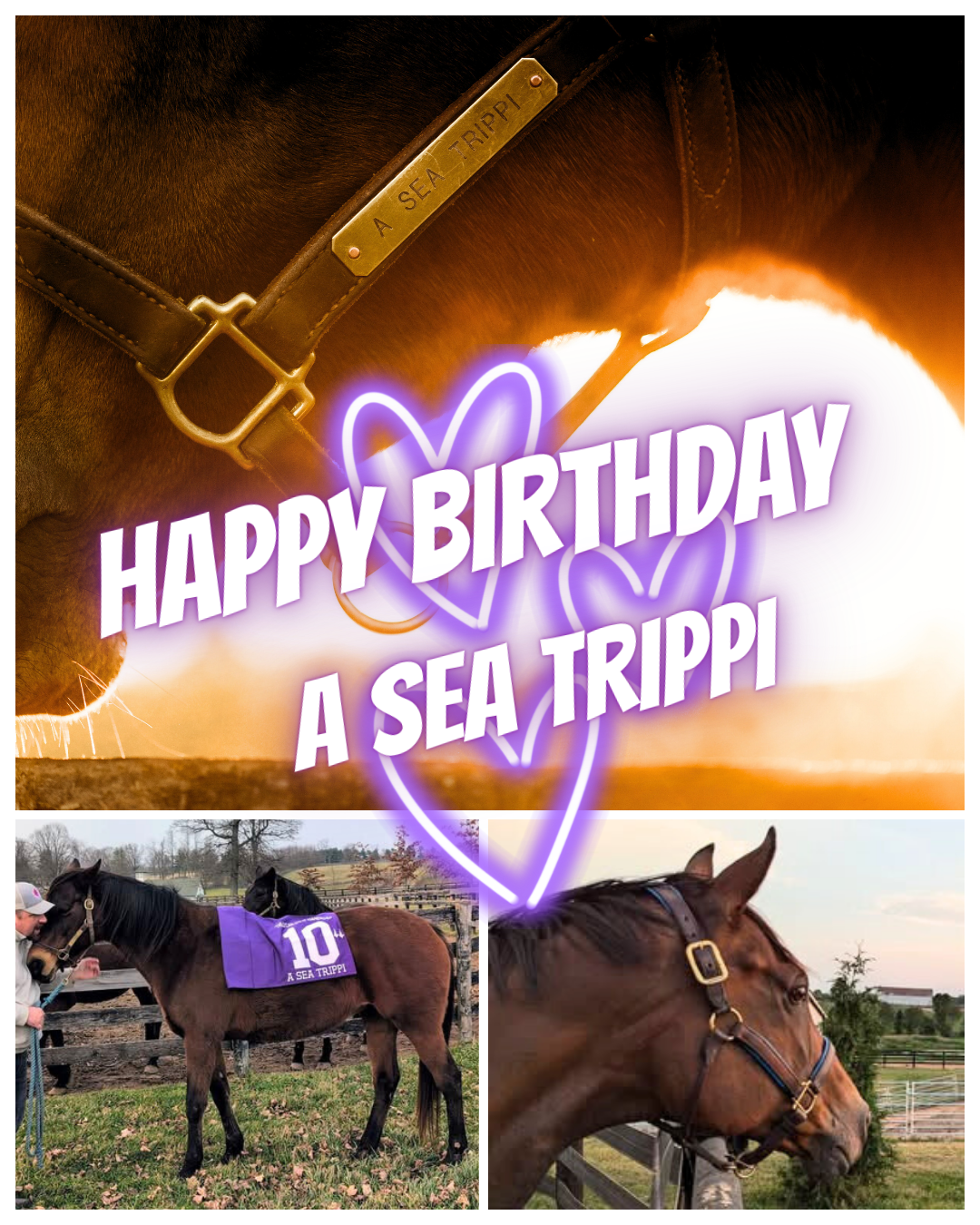 Campaign cover image for A Sea Trippi Birthday
