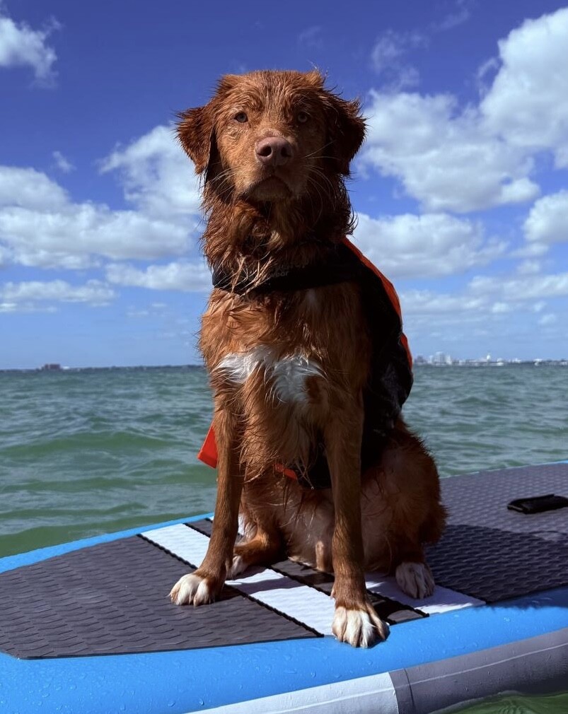 Campaign cover image for Cash's 1st Birthday Fundraiser for Jet Wag Rescue