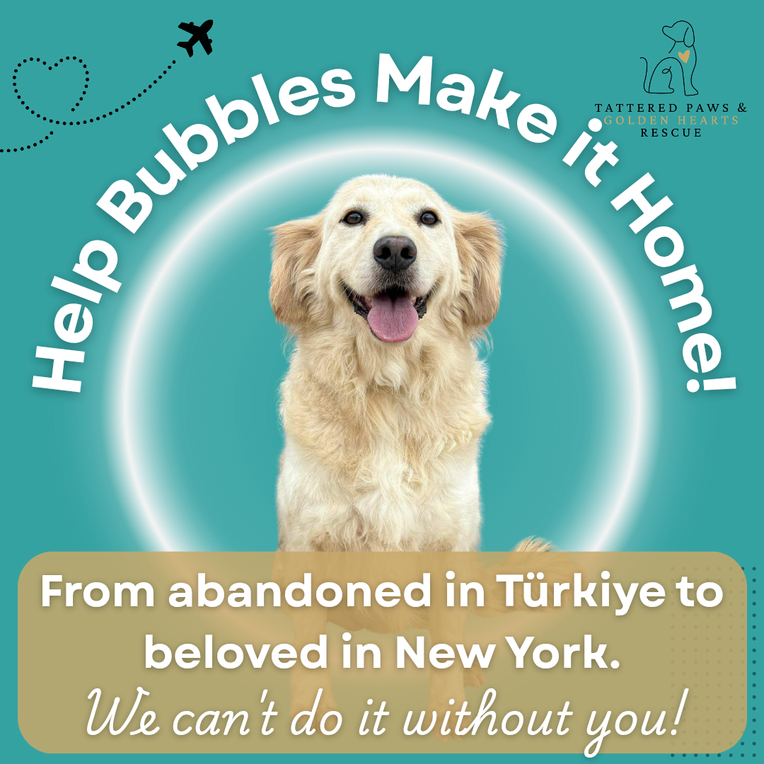Campaign cover image for Help Bubbles Make it Home!
