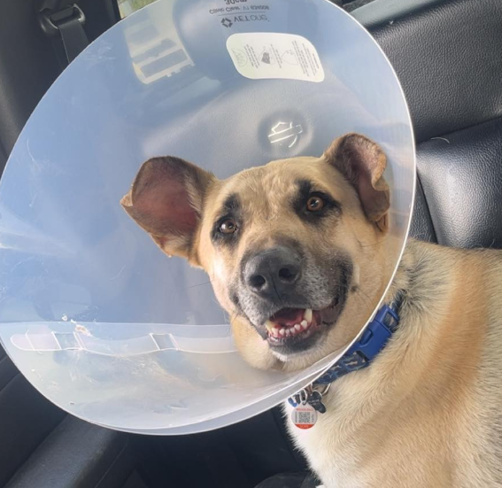 Campaign cover image for Skye's the Limit-Radars Come Back