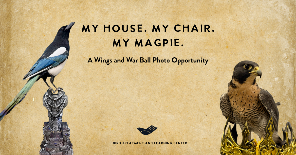 Campaign cover image for My House. My Chair. My Magpie. Special!