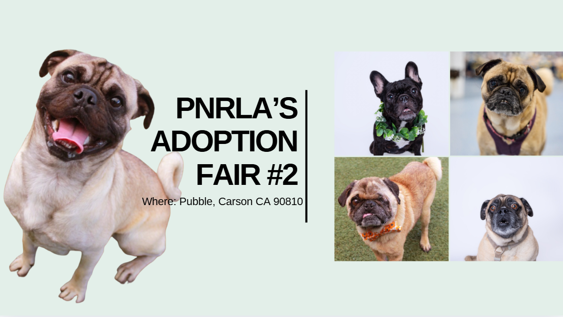 Campaign cover image for Pug Nation's Pubble Adoption Fair #2
