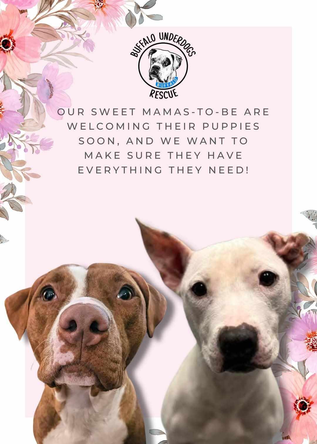 Campaign cover image for Buffy's & Opal's Maternity Fund