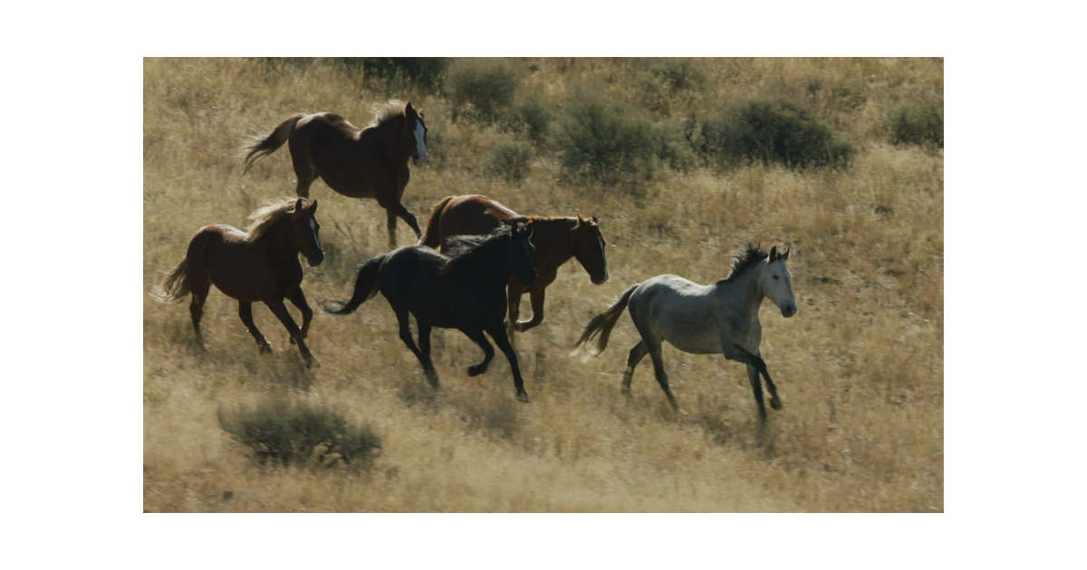 Campaign cover for Equine Program