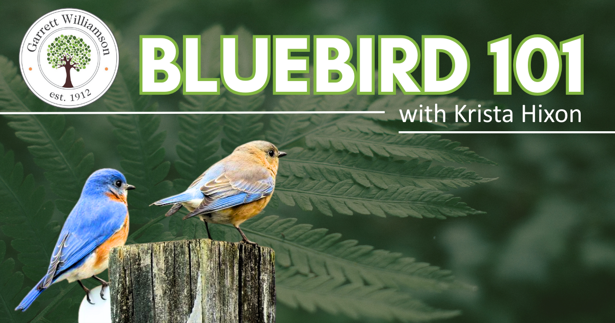Campaign cover image for Garrett Williamson Presents: Bluebird 101 with Krista Hixon