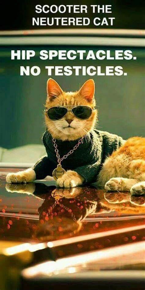 Campaign cover image for Hip Spectacles, NO TESTICLES!