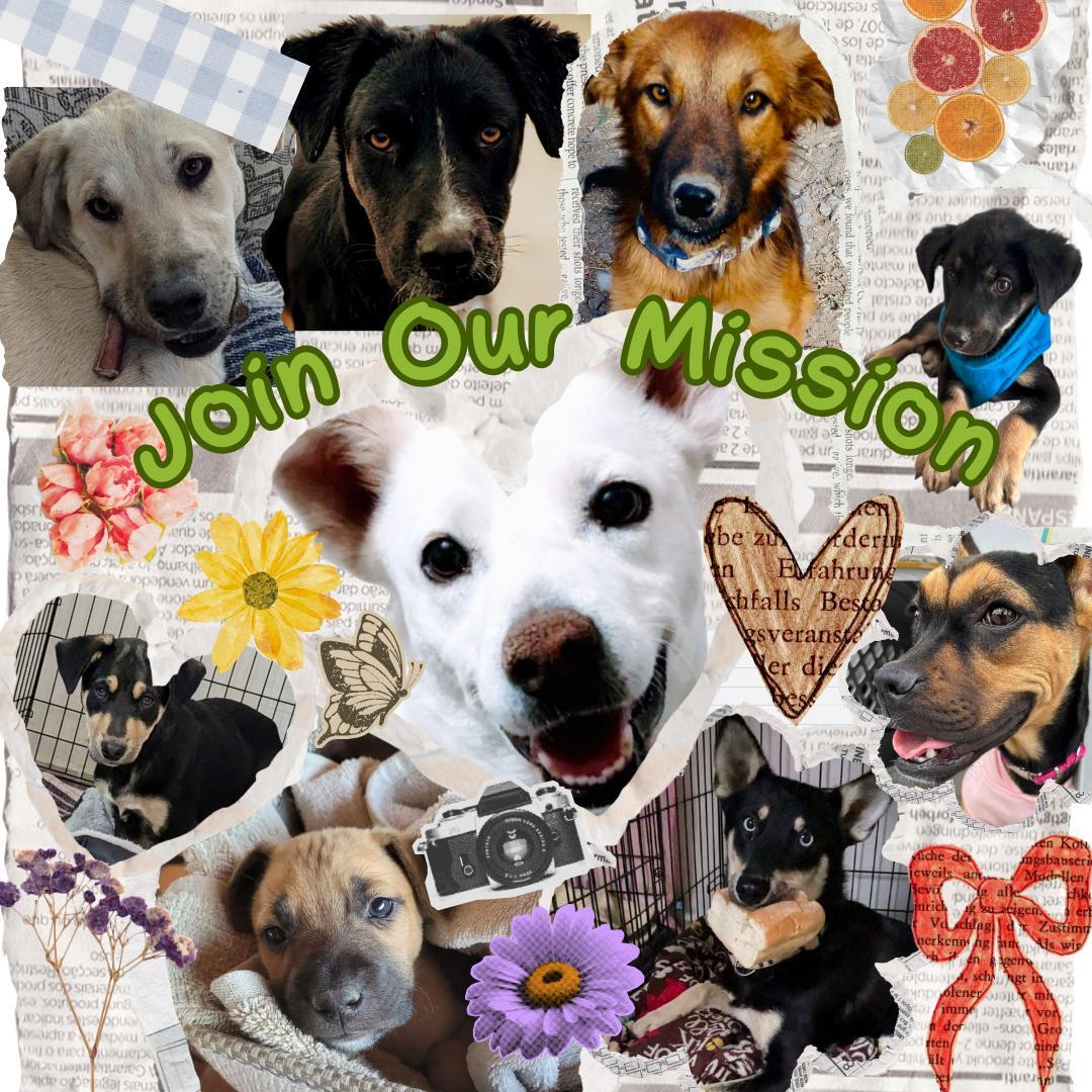 Campaign cover image for Training scholarship for rescue dogs