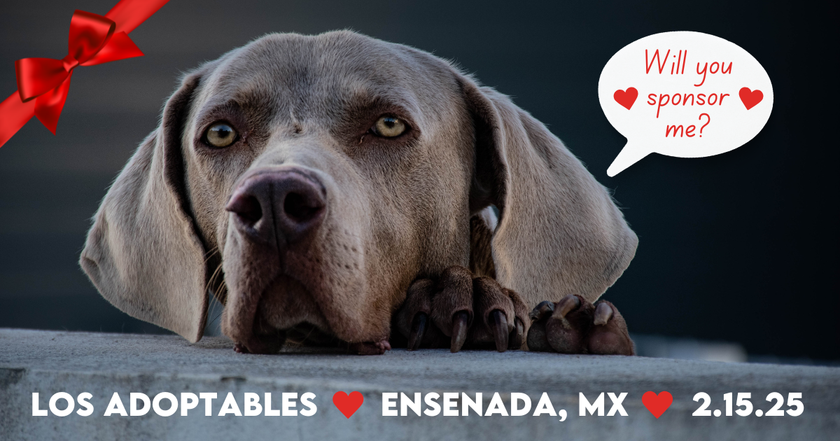 Campaign cover image for Sponsor A Pup!