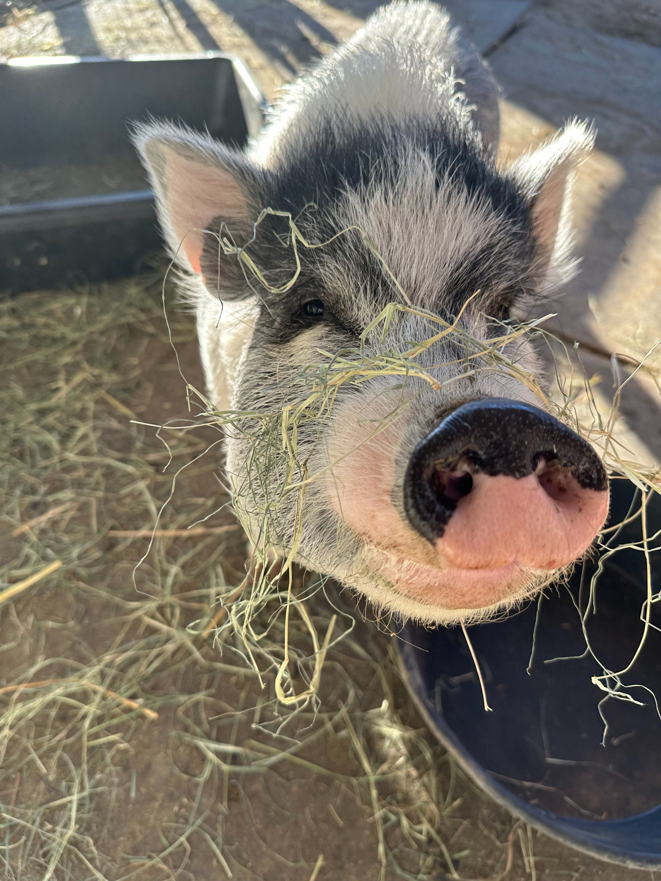 Campaign cover image for "Adopt" Miss Piggy the Pig