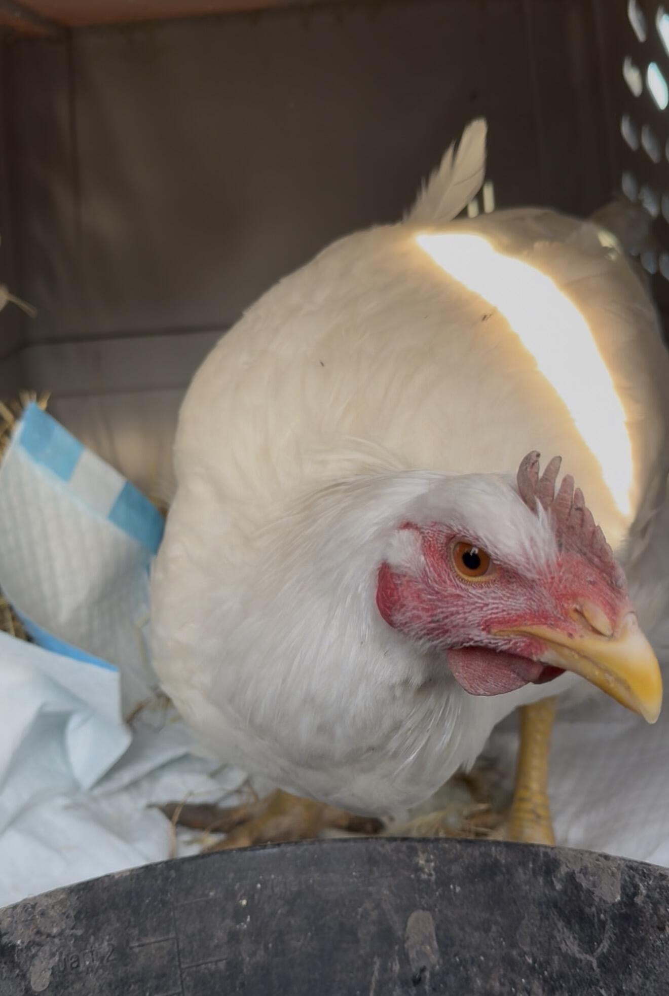 Campaign cover for Jeff Goldblum- the rescued chicken's Fundraiser