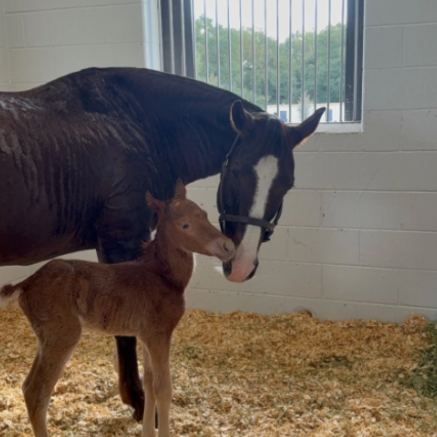 Campaign cover image for Sponsor Stella