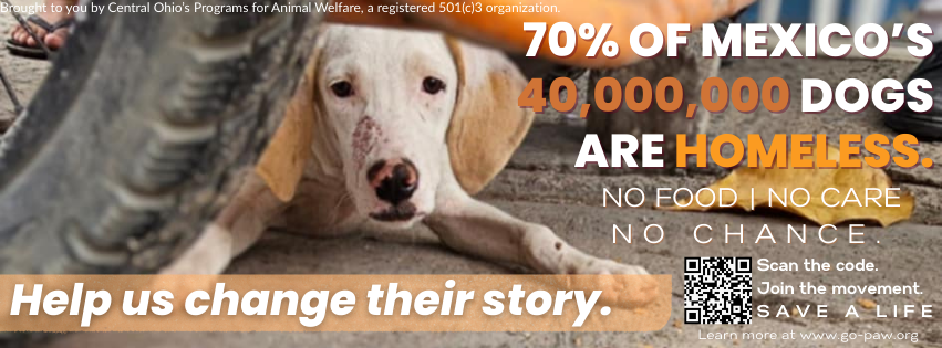 Campaign cover image for Global Outreach Programs for Animal Welfare - México