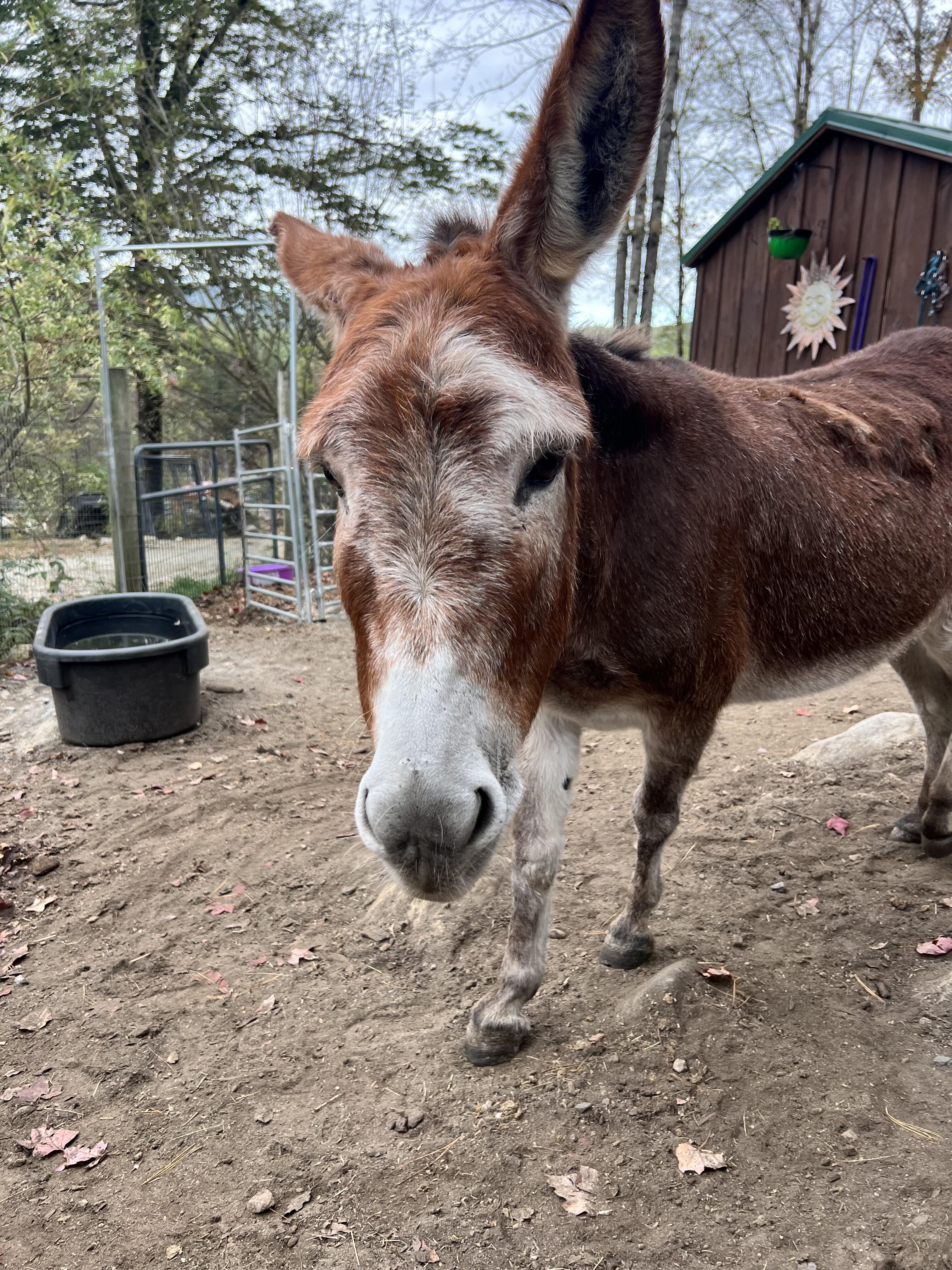 Campaign cover image for Ruby Sponsor