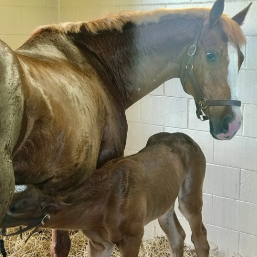 Campaign cover image for Sponsor Sunshine