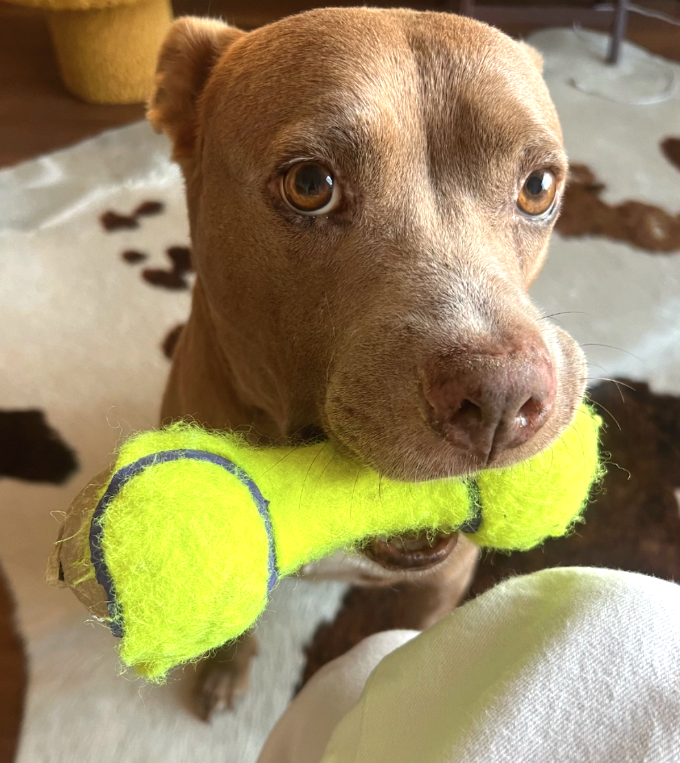 Campaign cover image for PLEASE HELP SHELTER SURVIVOR MAGNOLIA!