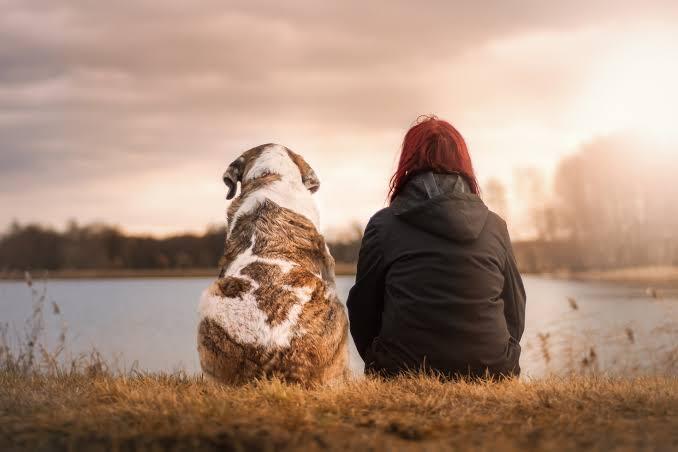 Campaign cover image for The Perfect Match: Choosing Your Ideal Dog