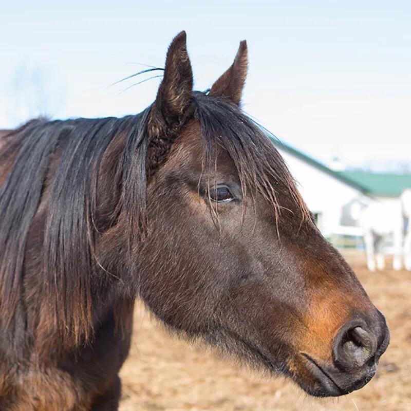 Campaign cover image for Lady K Horse Sponsorship