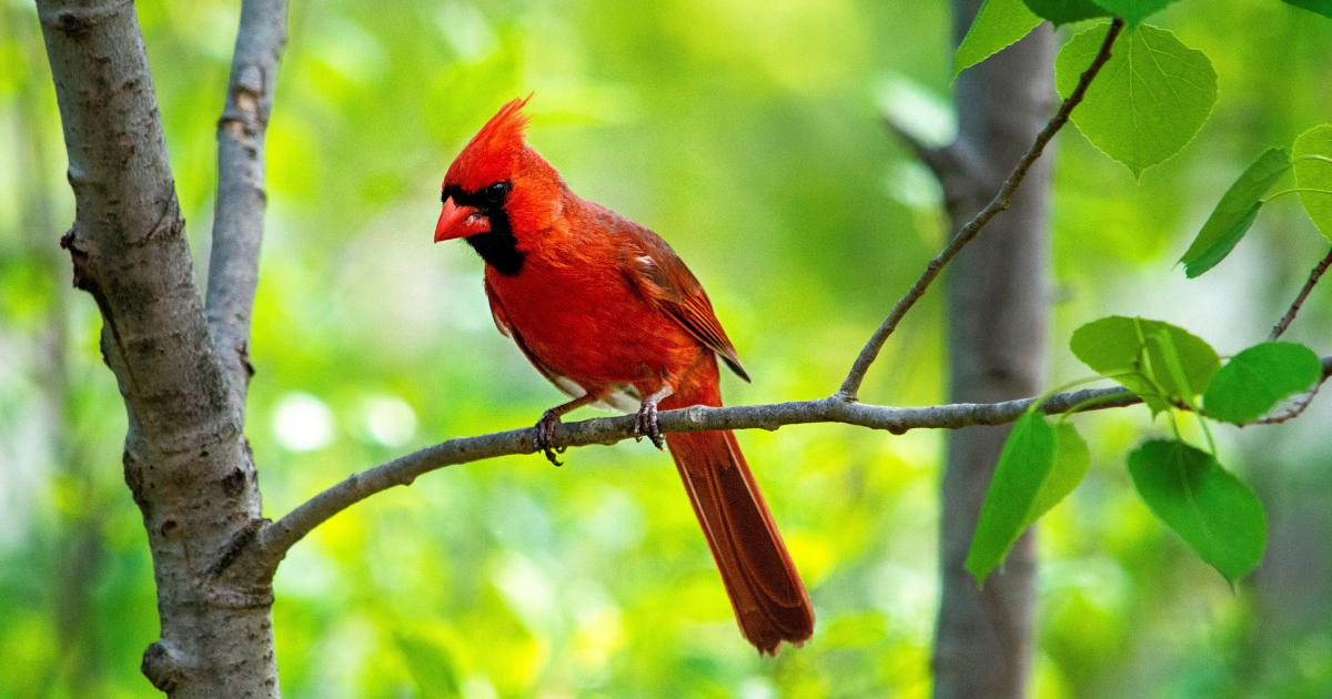 Campaign cover image for Summer Guided Bird Walk 8-20-26