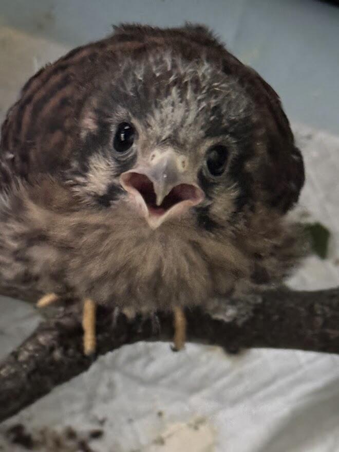 Campaign cover image for 2026 Messinger Woods Calendars