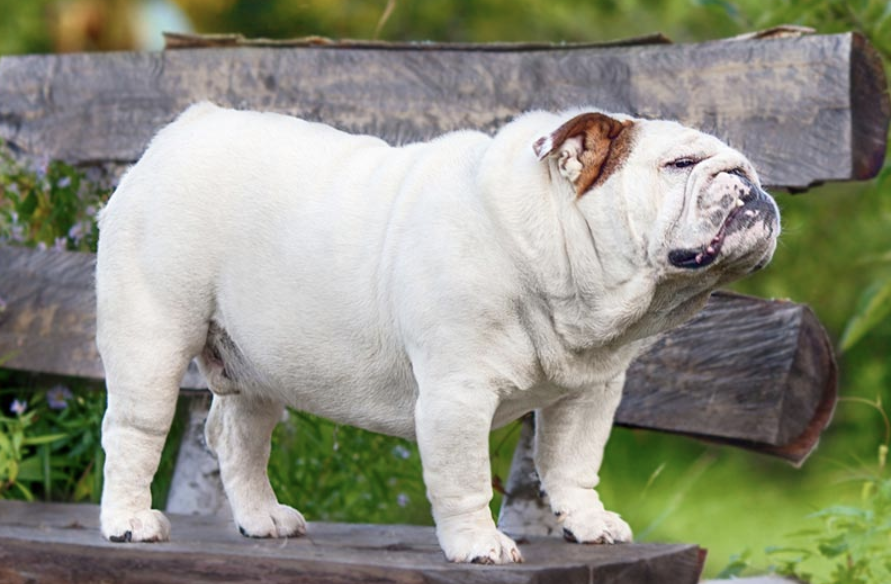 Campaign cover for Help Us Keep Saying Yes!