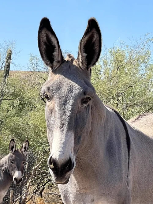 Campaign cover for Zeb - The 7 Donkeys Club