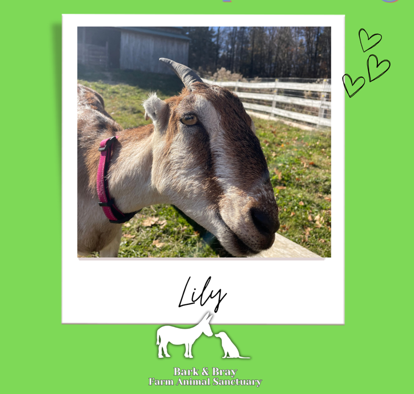 Campaign cover for Sponsor Lily the Goat