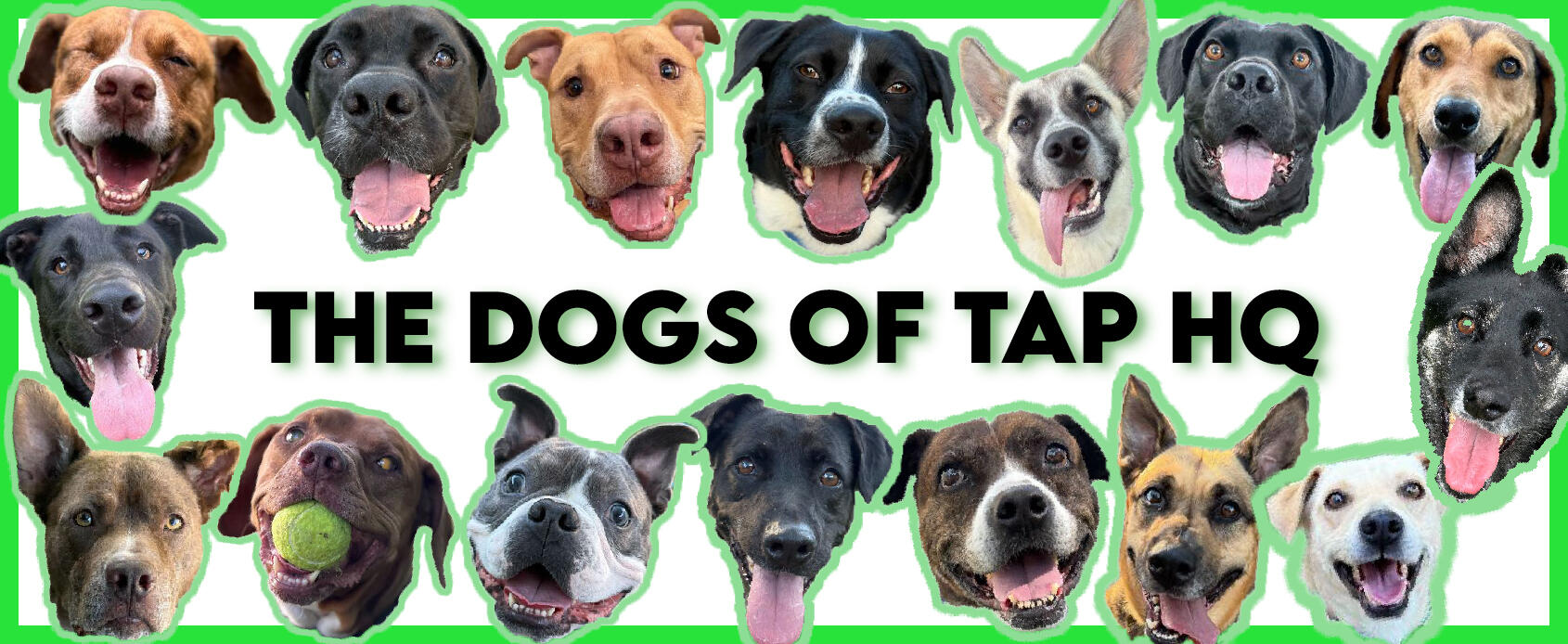 Campaign cover image for Support the Dogs of TAP HQ!
