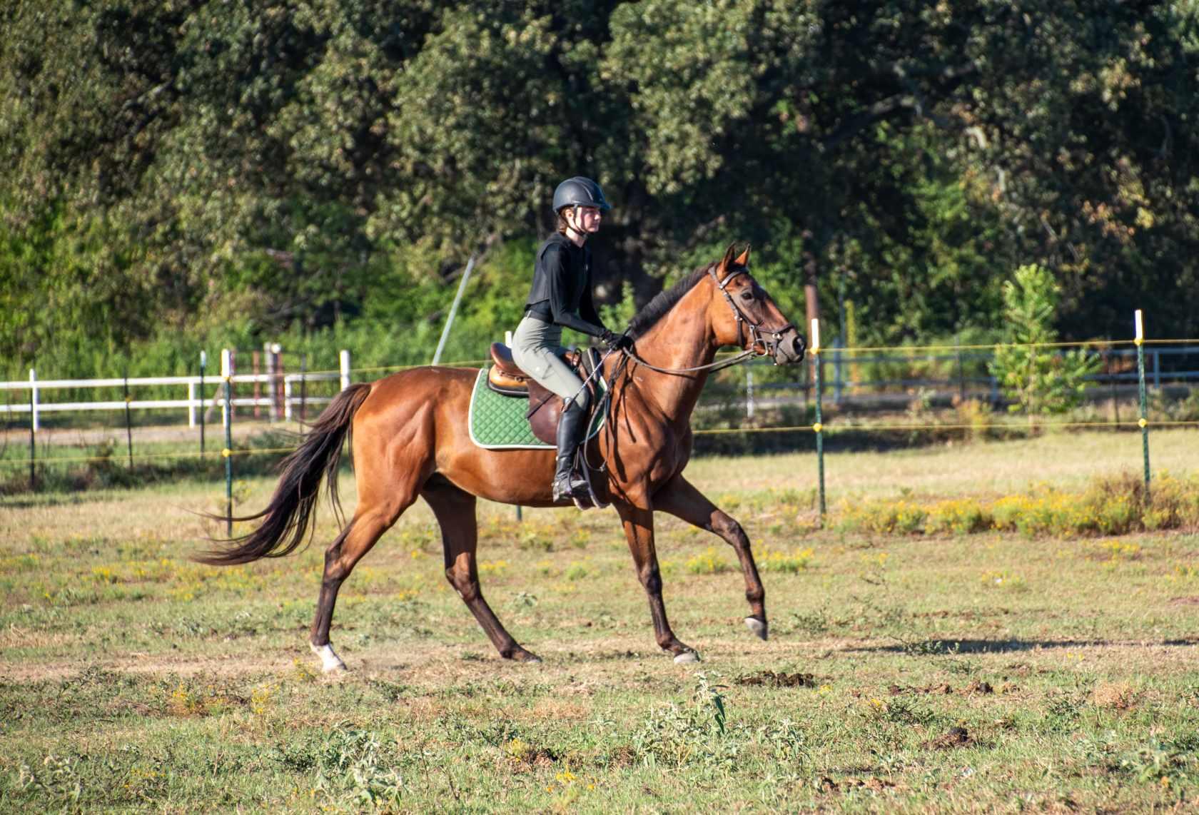 Campaign cover for Sponsor JessFrank (aka Harry Trotter)