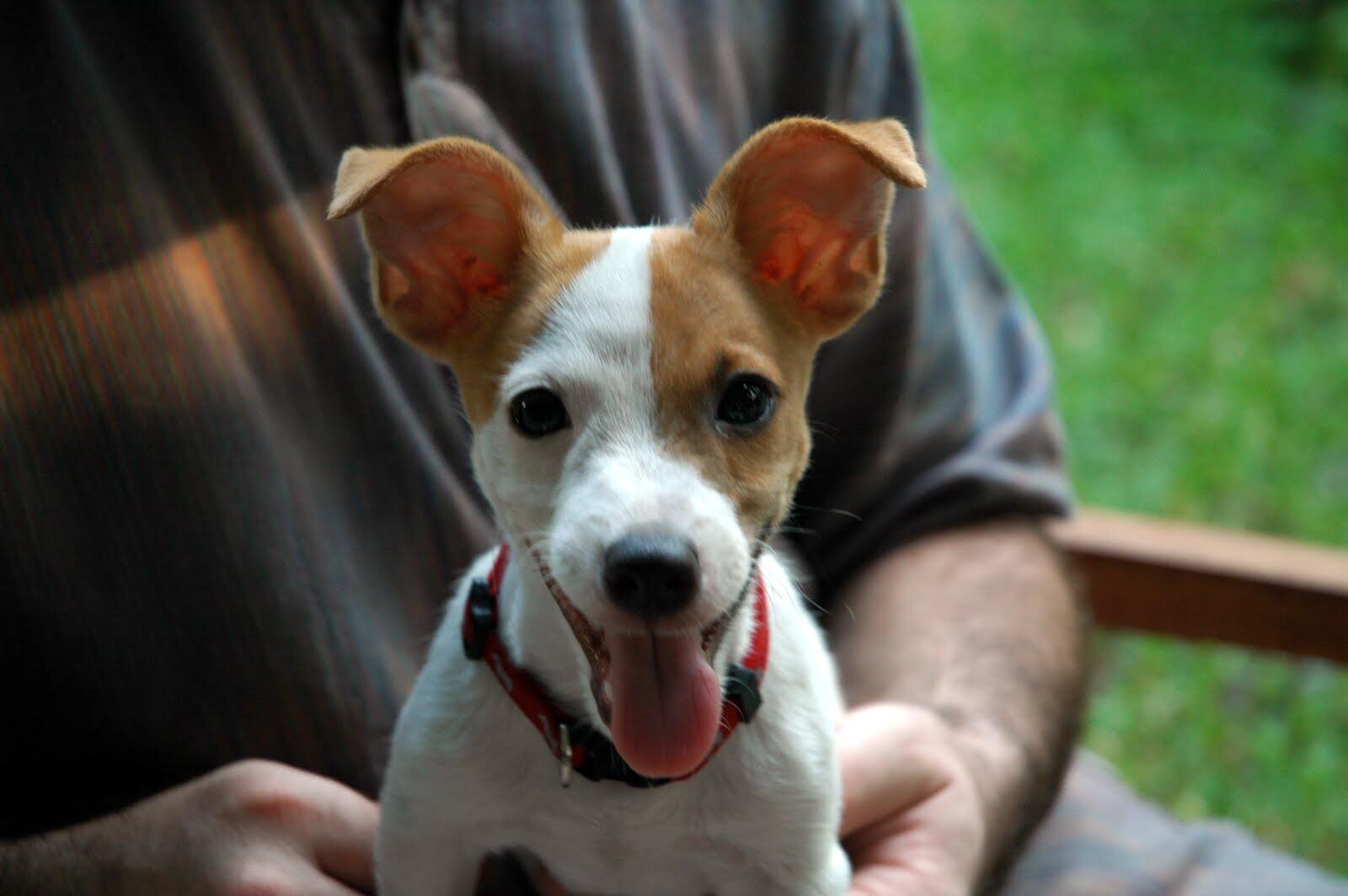 Campaign cover image for General Boarding and Veterinary Care Fund