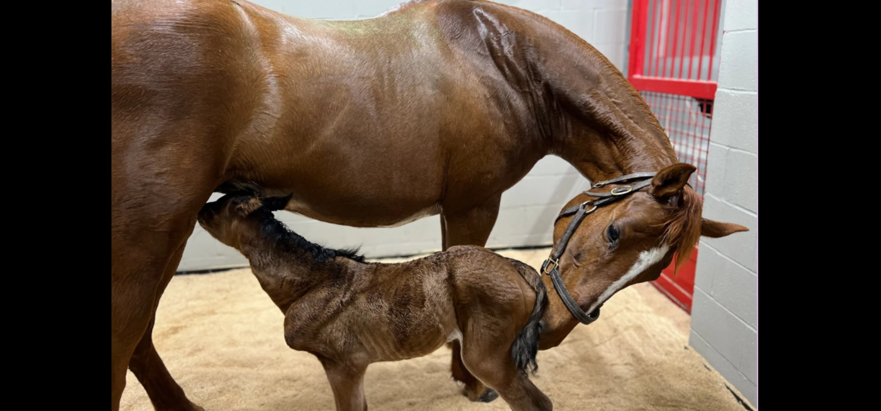 Campaign cover image for Sponsor Jaba