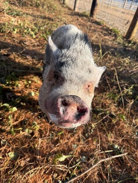 Campaign cover image for Snout Sponsor: Oinkles