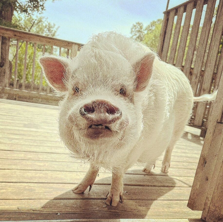 Campaign cover image for The Gilbert Forever Sanctuary Farm