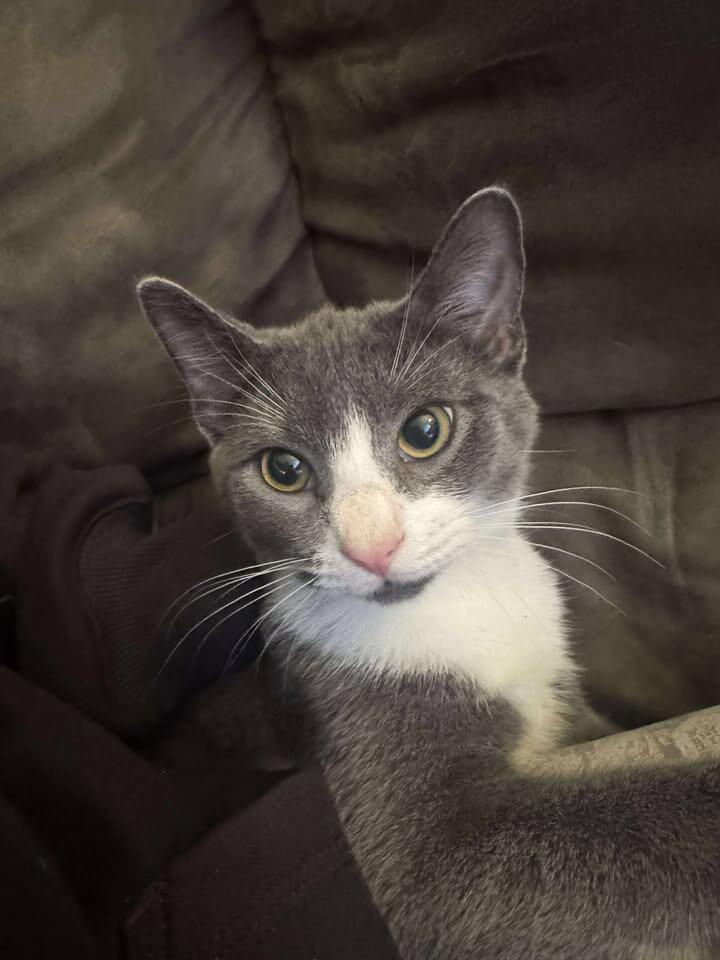 Campaign cover image for Help Us Raise Funds to Spay Cleo