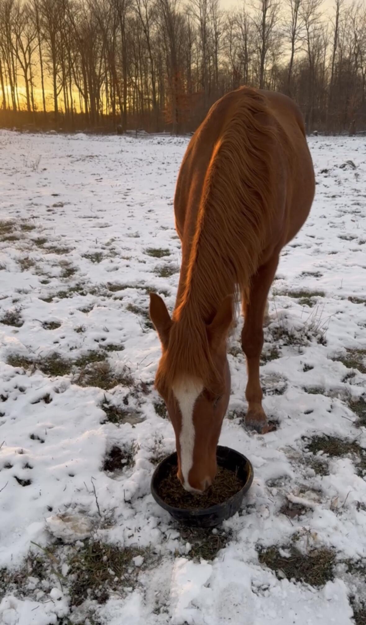 Campaign cover for Copper's Guardian Fund