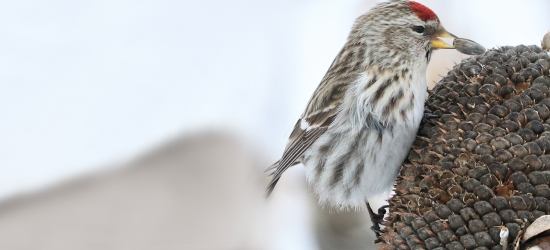 Campaign cover image for Fall Guided Bird Walk 10-4-26